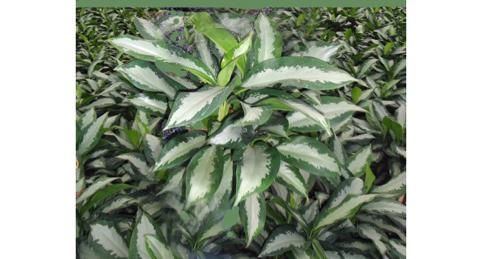 Aglaonema Plants | Aglaonema Diamond Bay Care