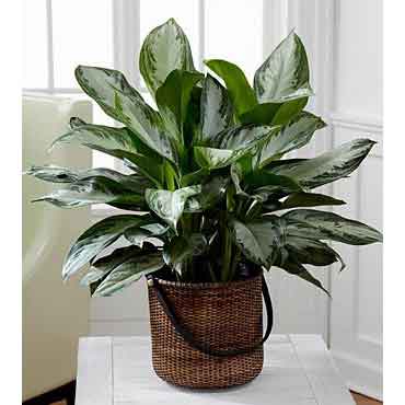 Chinese Evergreen Gift Plant Delivery - Beautiful Flowers and Plants Delivered