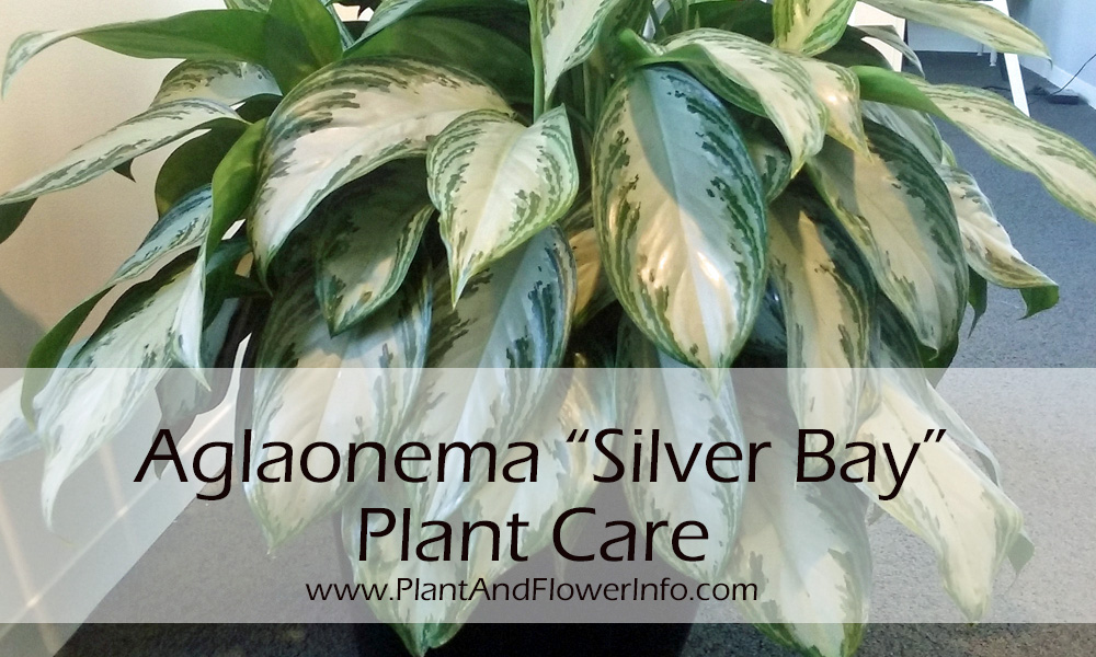 Aglaonema Silver Bay | House Plants Flowers