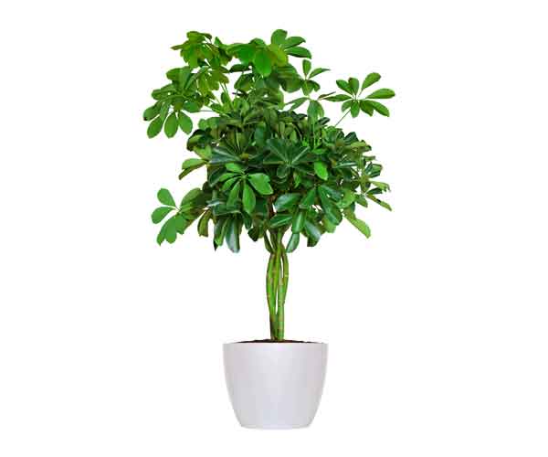Arboricola Houseplant Care | Indoor Plants Pictures and Names