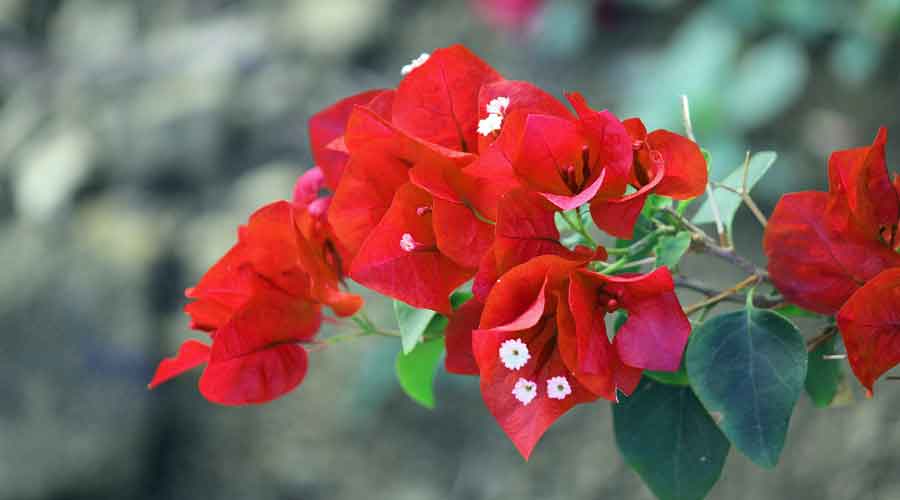 Picture of Red Flowers Bougainvillea Branch