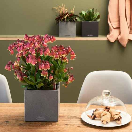 Office or Home Self-Watering Designer Plant Containers