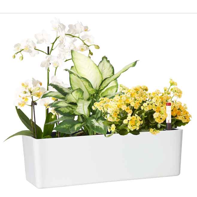 Self-Watering Planters | Office or Home Use