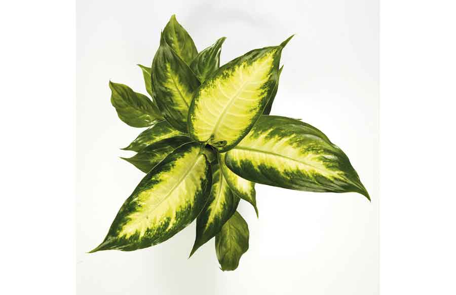 Dieffenbachia Camille Plant Image | Pictures of Plants Flowers