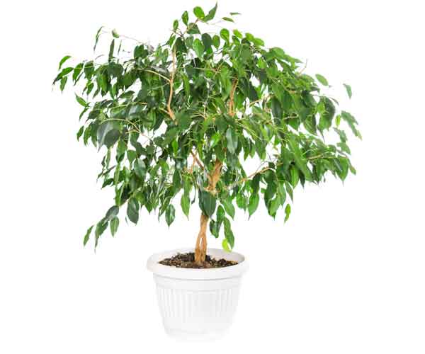 Plant Care Ficus Tree Weeping Fig | Indoor Plants Pictures and Names