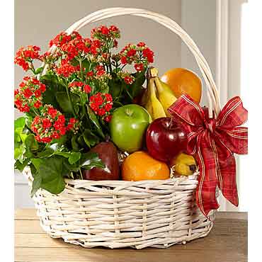 Plants and Flowers Delivered | Gift Basket with Fruit and Plant