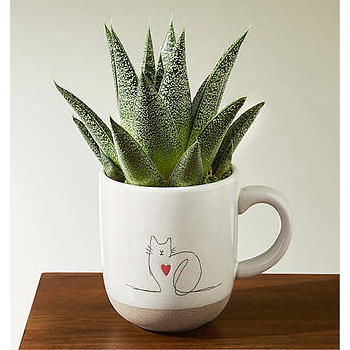 Haworthia Succulent Plant in Cat Love Mug | Plants Flowers Gifts Delivered
