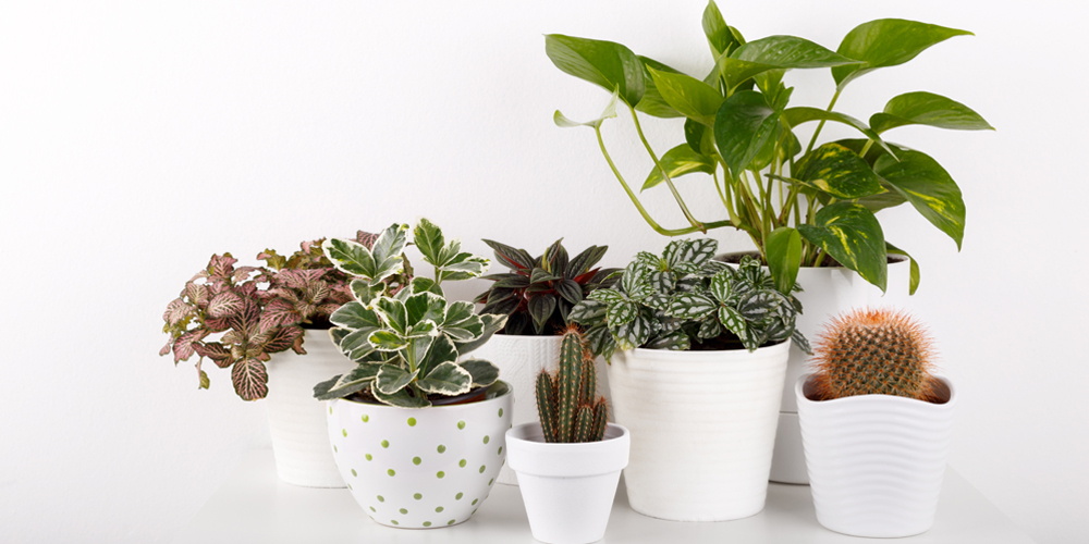 Healthy Roots Healthy Houseplants | Indoor Plants Flowers