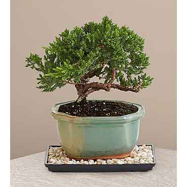 Plants and Flowers Delivered | Evergreen Juniper Bonsai Tree