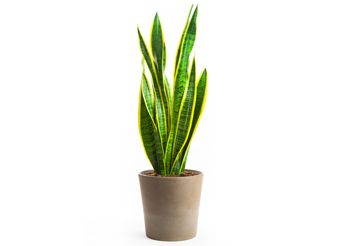 Plant Care Snake Plant | Indoor House Plants