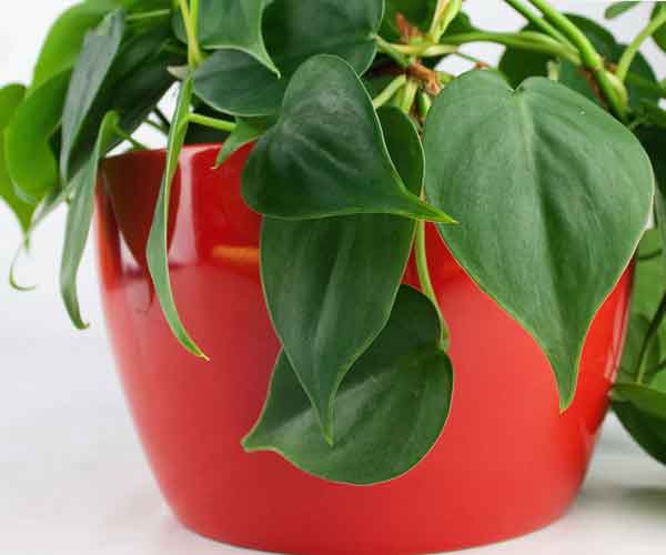 Philodendron Cordatum Plant Care | Indoor Plants Pictures and Names