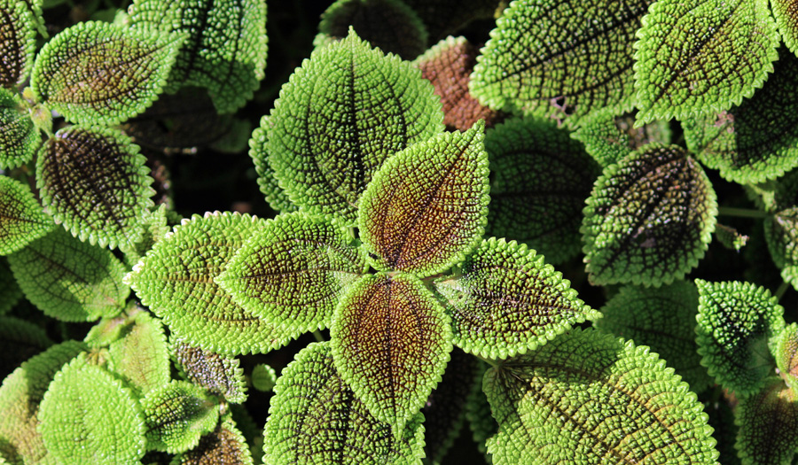 Picture of Pilea Inaequalis Plant | Plants Flowers