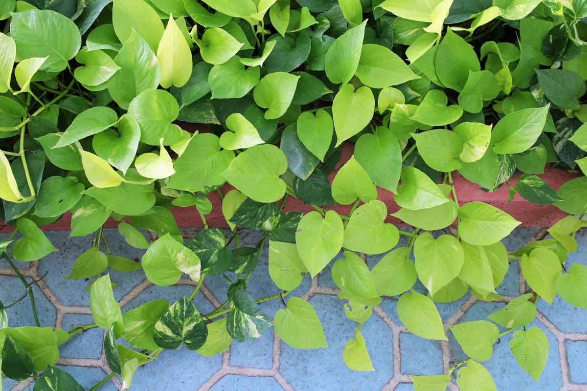 Watering Pothos Plants - Indoor Plants Care
