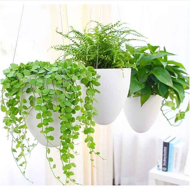 Small Self-Watering Planter | Office or Home Use