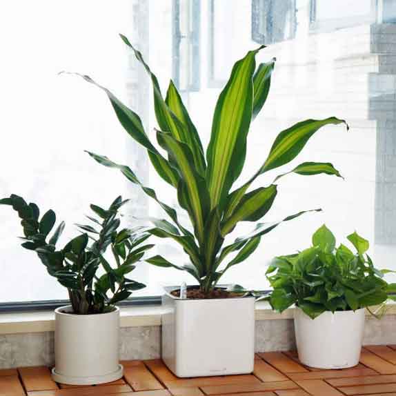 Self-Watering Seven Inch Planters | Indoor Flowers Plants