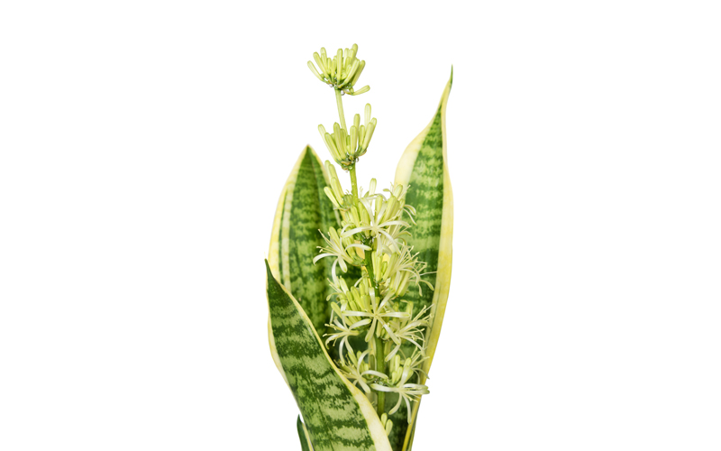 Care of Sanseveria Plant | House Plants Flowers