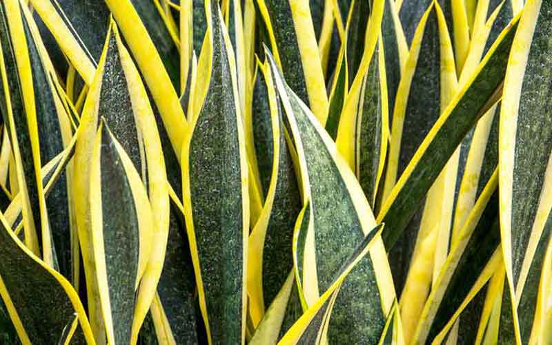 Snake Plant Care | Indoor Plants Flowers