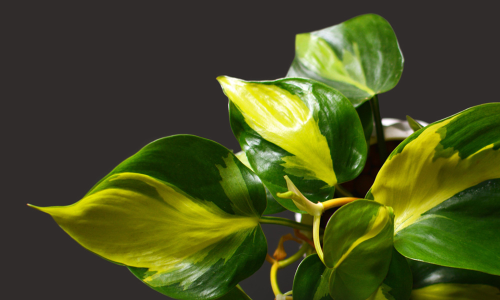 Philodendron Brasil Plant Care | House Plants Flowers