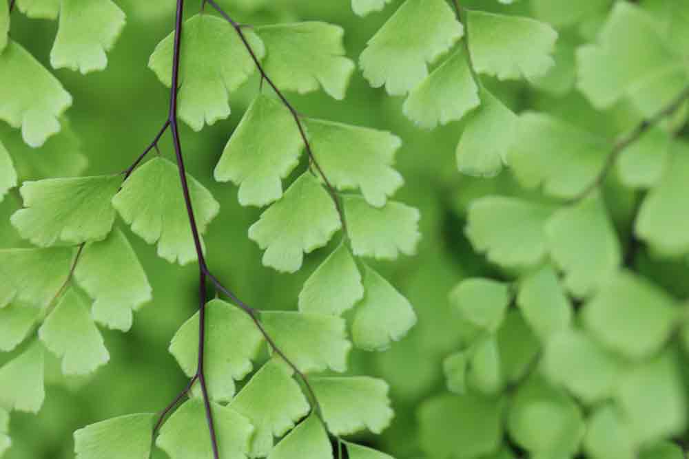 Adiantum Fern Plant Care - House Plants and Flowers