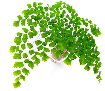 Adiantum Fern Care House Plants Flowers