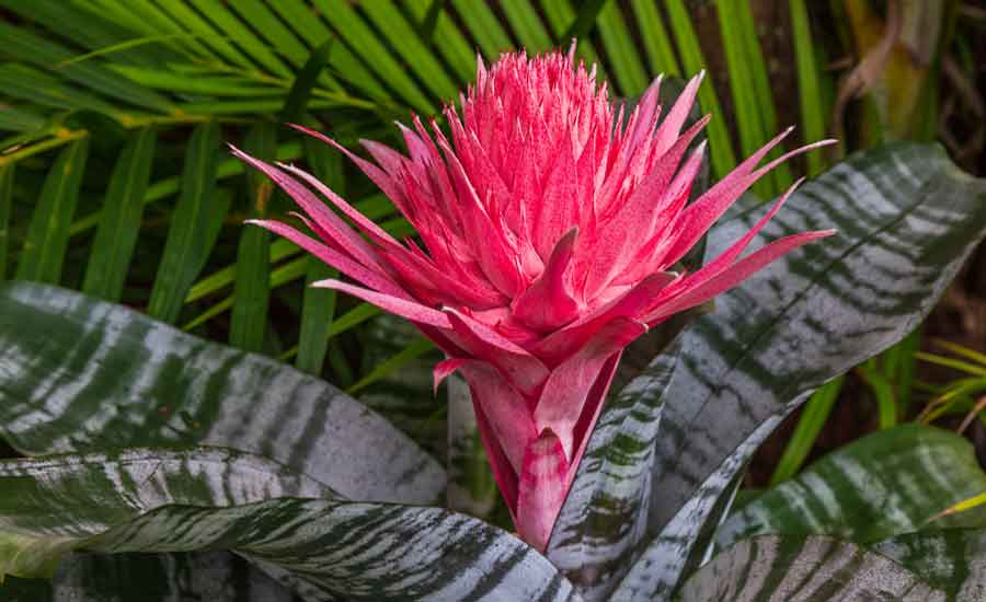 Aechmea Fasciata Bromeliad | Houseplants Flowers