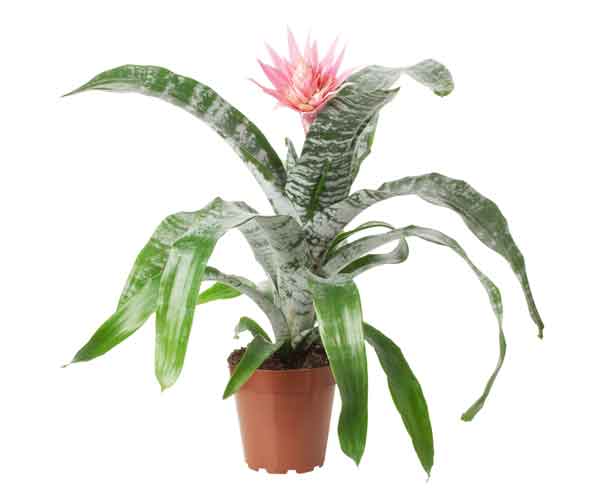 Aechmea Bromeliad | Bromeliad Plant Care