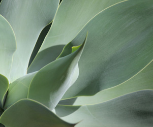 Plant Pictures | Agave Plant Picture