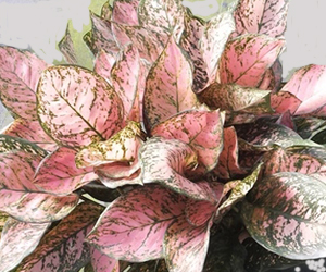 Aglaonema Plant Varieties | Pink Valentine Aglaonema
