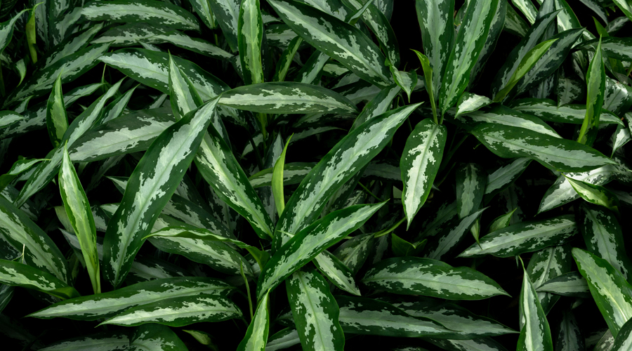 Aglaonema Black Lance Care - House Plant Flowers