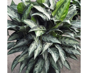 Aglaonema Black Lance | Aglaonema Plant Varieties