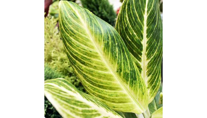 Aglaonema Brilliant Plant Care - House Plants Flowers