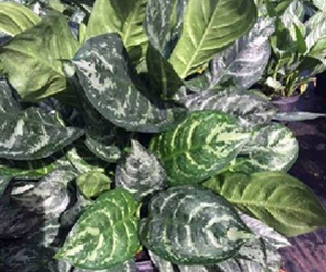 Aglaonema Calypso | Aglaonema Plant Varieties