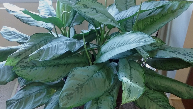 House Plants Flowers | Aglaonema Cecilia