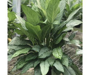 Aglaonema Cecilia | Aglaonema Plant Varieties