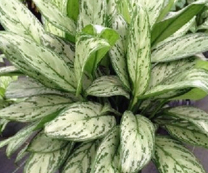 Aglaonema Christina | Aglaonema Plant Varieties