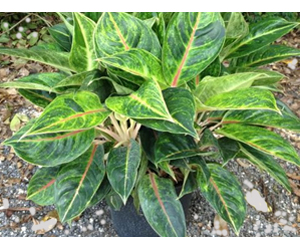 Aglaonema Emerald Holiday | Aglaonema Varieties