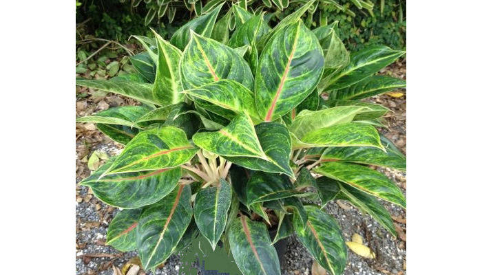 Aglaonema Emerald Holiday Care | House Plants Flowers