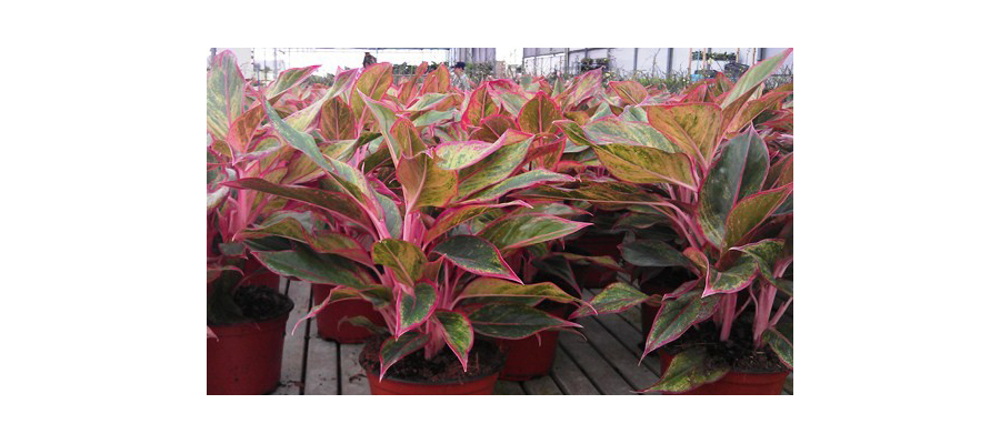 Plant Care Aglaonema Firecracker Plants