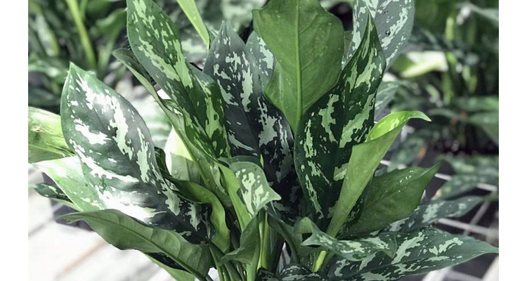 Aglaonema Gemini Care | House Plants Flowers