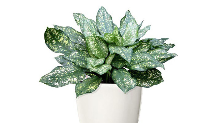 Plant Care Aglaonema Gold Dust | Aglaonema Indoor Plants