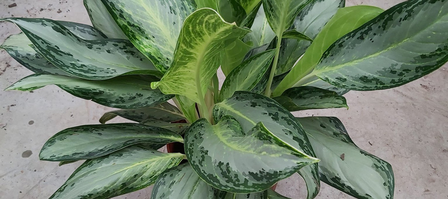 Aglaonema Golden Bay Plant Care | House Plants Flowers