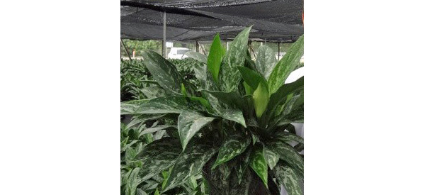 Aglaonema Green Lady | Indoor Plants Flowers