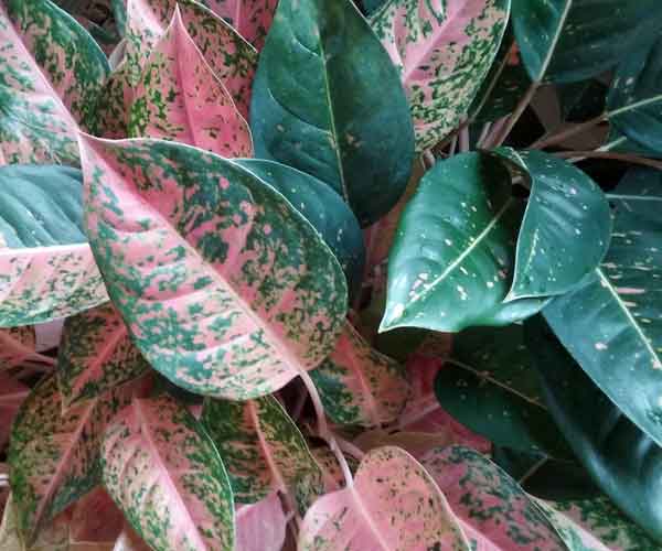 Aglaonema Indoor House Plant Picture