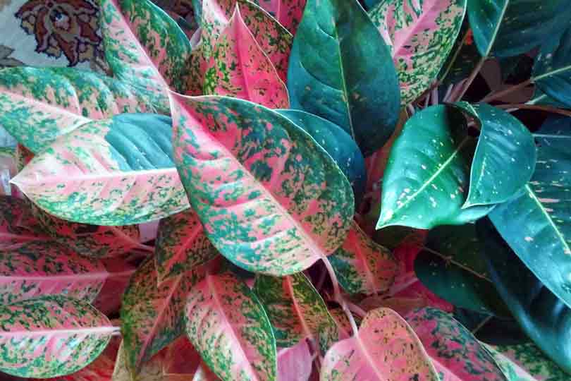 House Plant Care for Aglaonema Plant