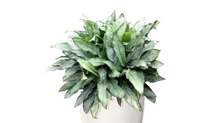 Indoor Aglaonema Plants | Aglaonema 'Jewel of India'