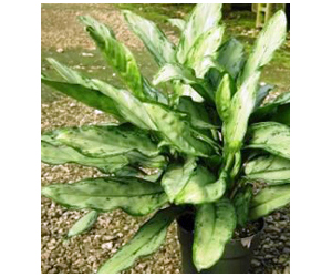 Aglaonema Jewel of India | Aglaonema Plant Varieties