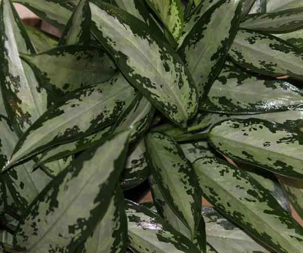 Plant Care Aglaonema Jubilee Petite | Indoor Plants Flowers