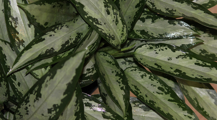 Aglaonema Jubilee Petite Care | House Plants Flowers