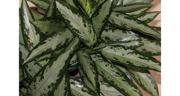 Indoor Plants - Aglaonema Jubilee Care