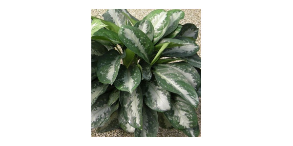 Aglaonema 'Key Largo' Plant Care | House Plants Flowers